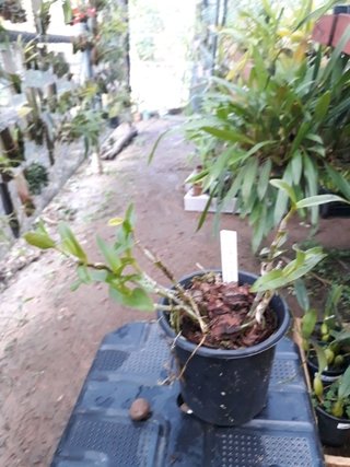 Epidendrum secundum X Prostechea mariae - OrquideaShop