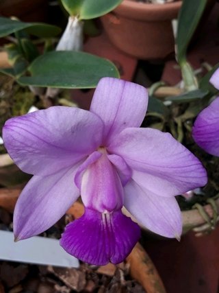 Cattleya Walkeriana ( Flamea da vinci X Capelinha) - OrquideaShop