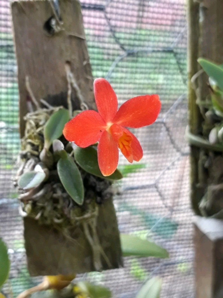 Sophronitis pygmaea - Comprar em OrquideaShop