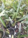 Maxillaria densa - OrquideaShop