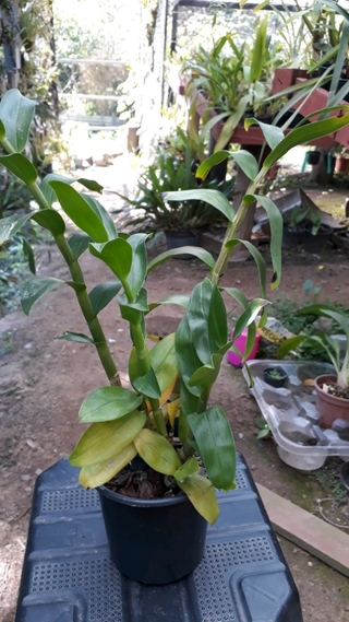 Dendrobium amethystoglossum - OrquideaShop
