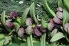 Pleurothallis sarracenia - OrquideaShop