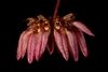 Bulbophyllum sikkimense na internet