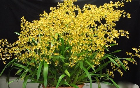 encyclia - OrquideaShop