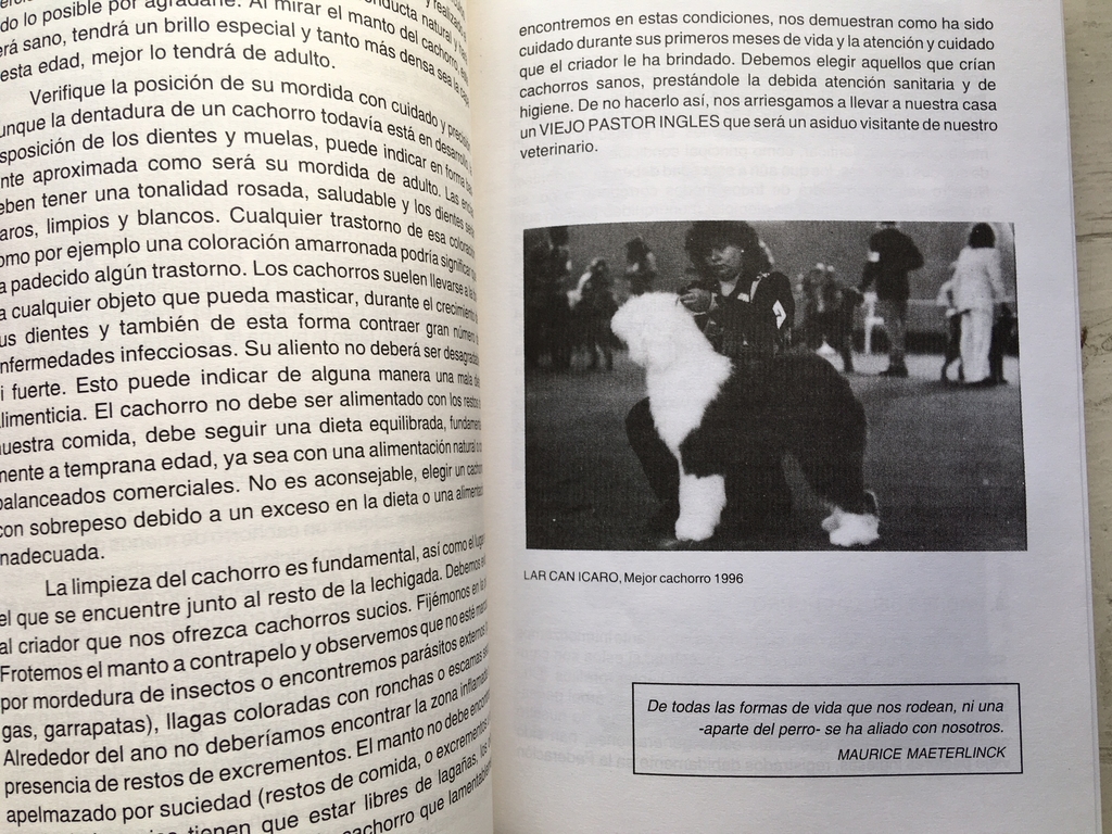 Venta de cachorros - perros de raza Viejo Pastor Ingles - Cachorros  Cachorros Y Mas Cachorros