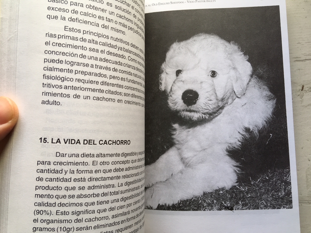  El Viejo Perro Pastor Ingles Mexican English Sheepdog