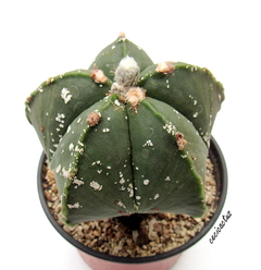 Astrophytum myriostigma cv hakun - *26 - comprar online
