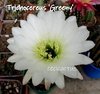 Trichocereus 'Greeny' (ver opciones de tamaño)