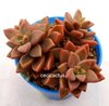 Graptosedum bronze - comprar online