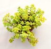 Sedum makinoi variedad ogon - comprar online