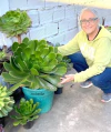 Semillas de Aeonium gigante x 100