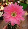 Echinopsis hibrido 'Allegro' mac6