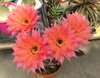 Echinopsis hibrido 'Beautiful Dreamer'