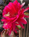 Trichocereus hibrido 'Bonito' mac10
