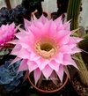Echinopsis hibrido 'C-3' (ver opciones de tamaño)