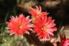 Echinopsis Chamaecereus hibrido 'Francesca' (ver opciones de tamaño)
