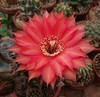 Echinopsis hibrido 'Granate' mac8