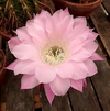 Echinopsis hibrido 'Huron' mac10