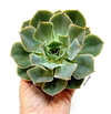 Echeveria 'Blue Frills' (ver opciones de tamaño) - comprar online