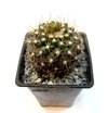 Copiapoa tenuissima