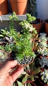 Sedum griseum