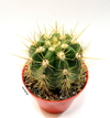Trichocereus candicans (ver opciones de tamaño)