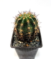 Lobivia crassicaulis mac10