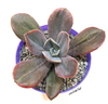 Echeveria metalica monstruosa y variegada (ver opciones de tamaño)