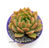 Echeveria corymbosa (ver opciones de tamaño)