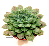 Echeveria hibrida 'Parva' x 'Raindrops' (ver opciones de tamaños)