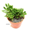 Sedum dendroideum praeltum crestado