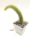 Cleistocactus colademononis (Cola de Mono) mac10