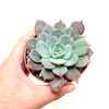 Echeveria azulita (ver opciones de tamaño)