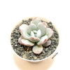Echeveria laui