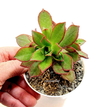 Aeonium decorum