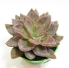 Echeveria 'Luna de Plata' (ver opciones de tamaño)