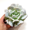 Echeveria 'Exotic' (ver opciones de tamaño) - comprar online