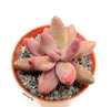 Pachysedum 'Ganzou' mac10