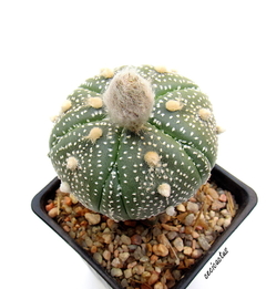 Astrophytum asterias fukuryu de flor especial (cod28)