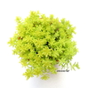 Sedum japonicum 'Tokio Sun'