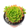 xSedeveria 'Letizia'