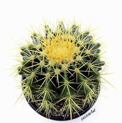 Echinocactus grusoni (ver opciones de tamaño) - comprar online