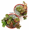 Sedum tetractinum 'Coral Reed'