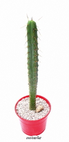 Trichocereus bridgesii (ver opciones de tamaño)