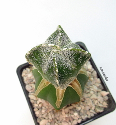 Astrophytum myriostigma cuadricostatum fukuryu (cod57) - cecicactus - cactus y suculentas de colección
