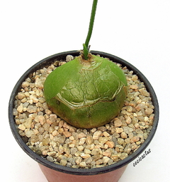 Bowiea volubilis - cecicactus - cactus y suculentas de colección