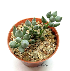 Senecio citriformis