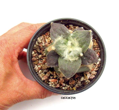 Ariocarpus hibrido mac10 - comprar online