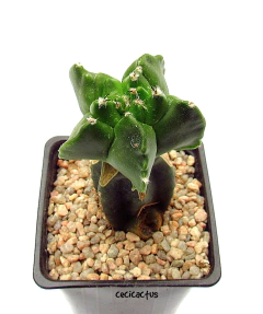 Astrophytum myriostigma kikko nudum (cod13) - comprar online