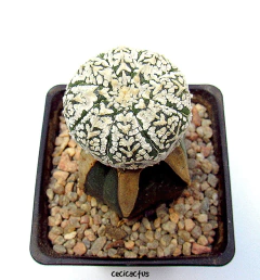 Astrophytum asterias superkabuto v-type (cod19) en internet
